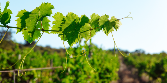 L’analyse foliaire